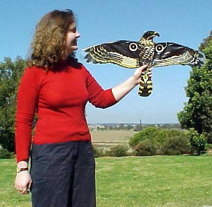 hawkbirdscarer.jpg
