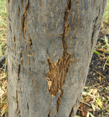 What causes bark splitting in olive trees? 