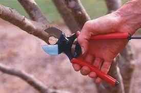 Secateurs why choose an anvil, bypass/parrot-beak or double blade type? 